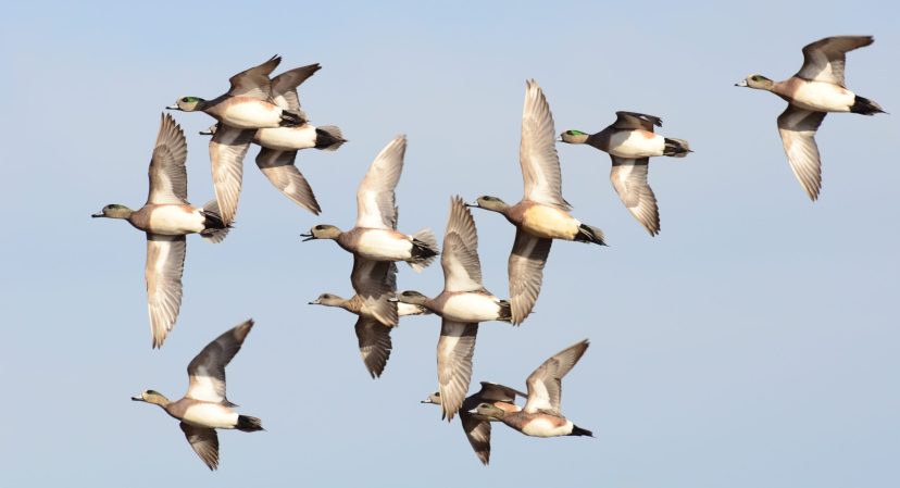 Maryland’s Latest Waterfowl Count Dips Below Five-Year Average