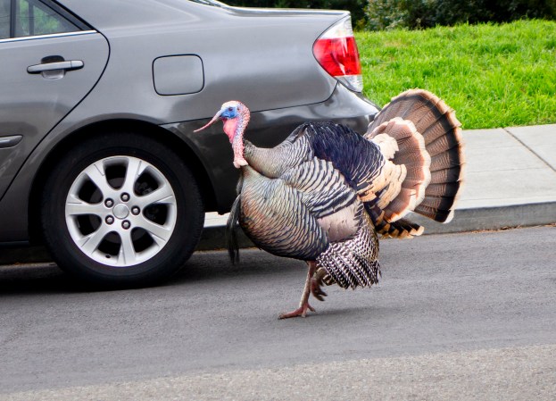 California Mailman Allegedly Beats a Wild Turkey to Death, Claims It Was in Self-Defense