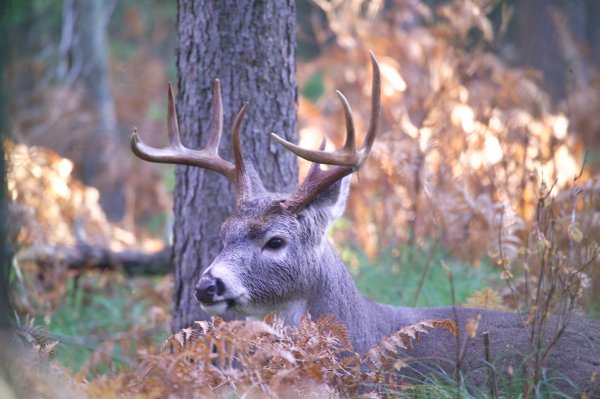 First Possible Case of Deer Spreading COVID-19 to a Human Discovered in Canada