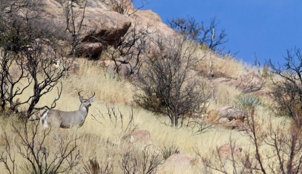 The Hunt for a ‘Trophy’ Coues Deer Is About Much More Than Antlers