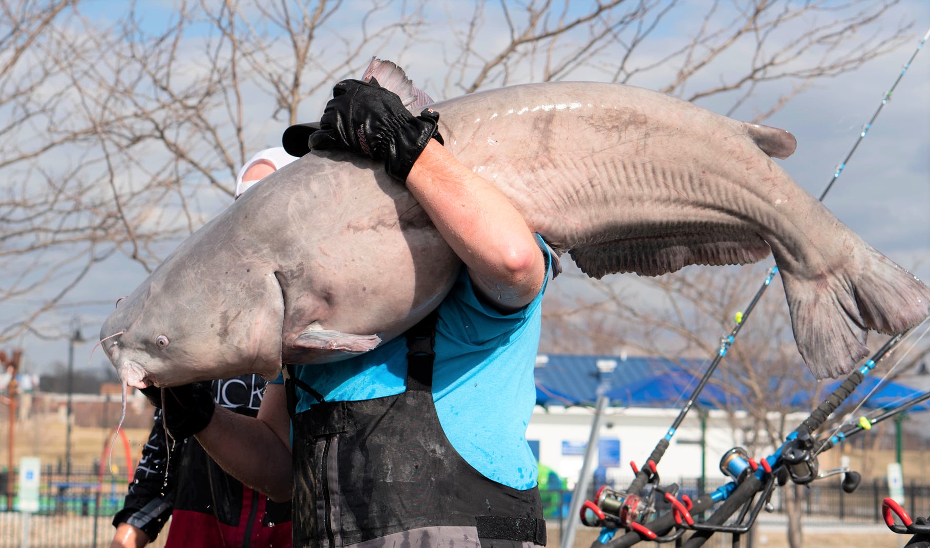 Dozens of Giant Catfish Caught on the Mississippi