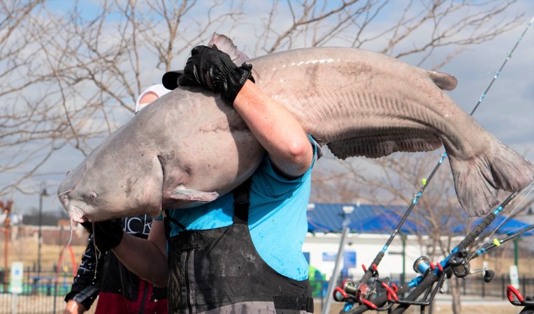 Dozens of Giant Mississippi River Catfish Caught in Illinois Tournament