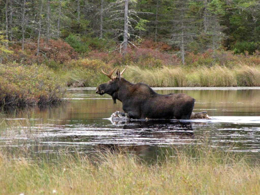 Vermont Will Issue Moose Tags to Stabilize Population Outdoor Life