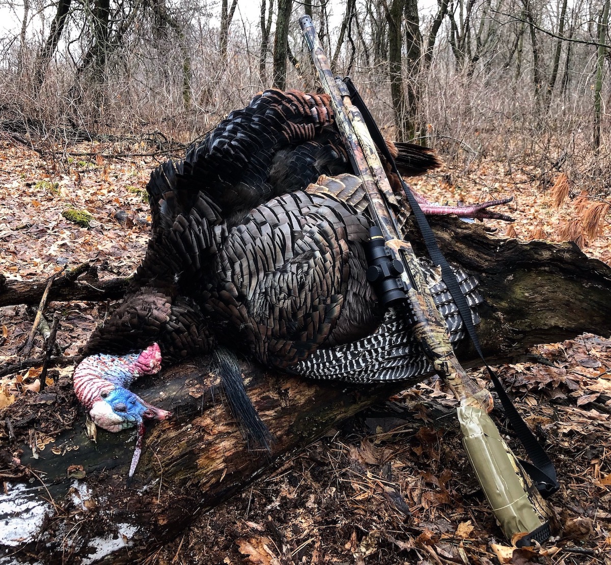 A turkey next to a camo best turkey hunting shotgun