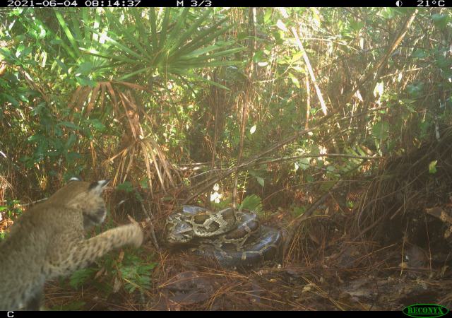 Watch: Bobcat Fights a Python, Steals Its Eggs