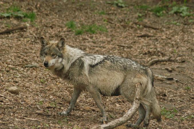 Mexico Releases Four More Wolves into the Wild