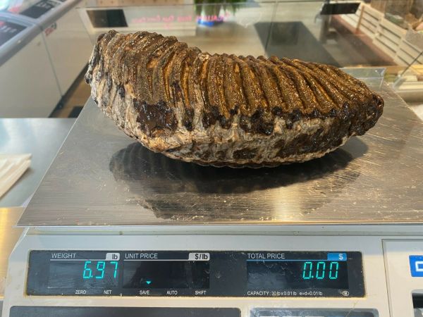 Scallop Fishermen Find Wooly Mammoth Tooth, Will Auction It to Help Support Ukrainians