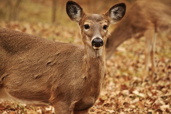 The Senate Just Introduced the CWD Act, Which Would Secure $70 Million for Chronic Wasting Disease Research and Prevention