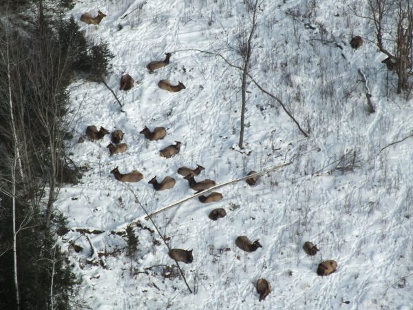 There Could Be Nearly 1,700 Elk in Michigan, According to a Recent Aerial Survey