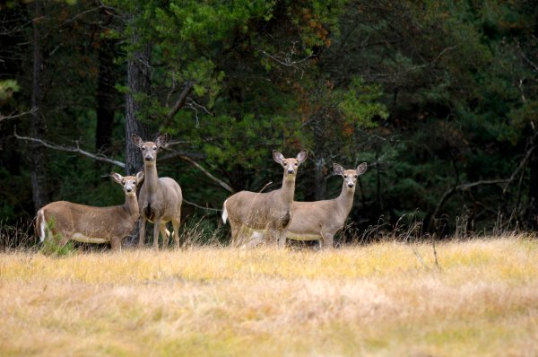 Michigan Parks Authority Culls 330 Deer Around Detroit, Donates Nearly 10,000 Pounds of Venison