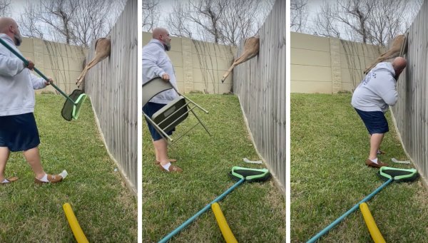 Video: Texas Man Tries to Free a Deer Stuck in His Fence with a Pool Skimmer, Folding Chair