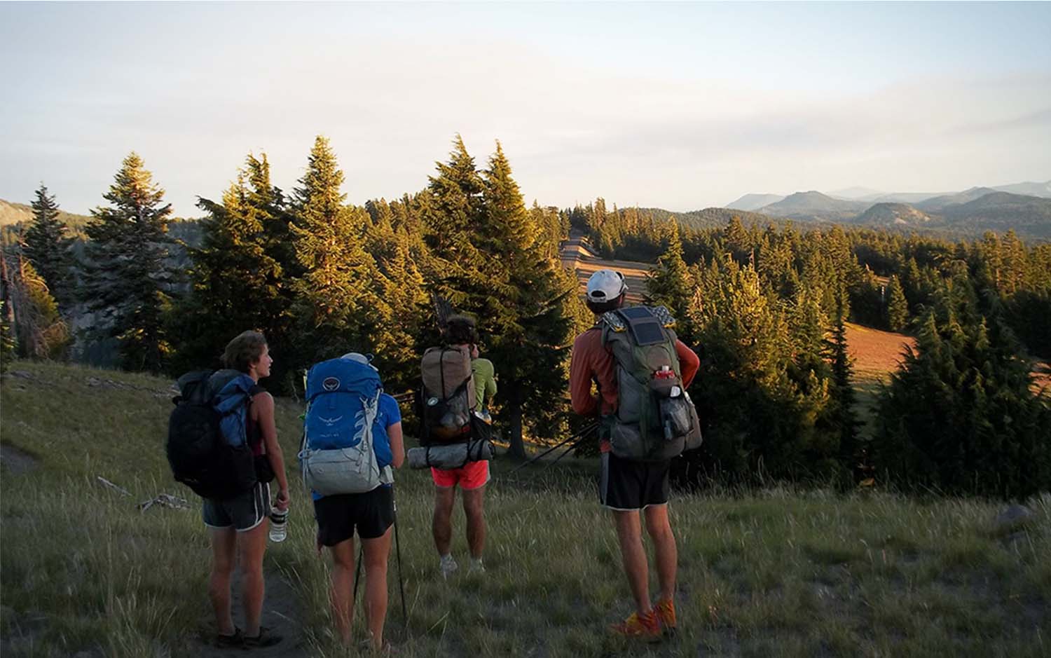 A group of four people wearing backpacks with their backs turned, looking at trees