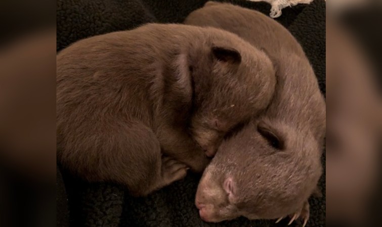Northern California Man Pleads Guilty to Taking Two Bear Cubs from Their Den