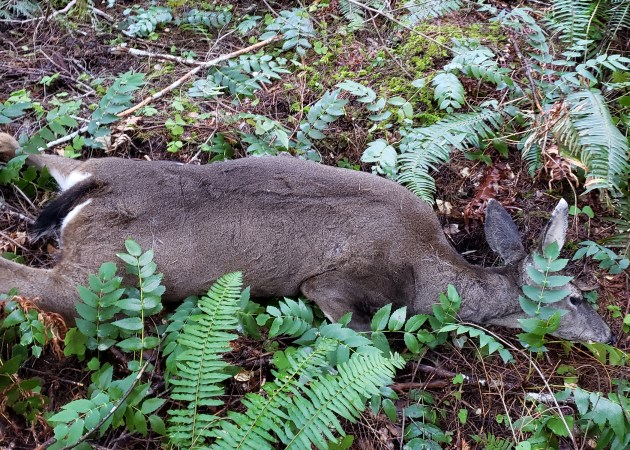 Think Poachers Get Off Easy? Oregon Just Hired Its First Anti-Poaching Special Prosecutor to Crack Down on Convictions