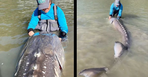 Video: 11-Foot White Sturgeon Caught (and Released) in Coastal Canada