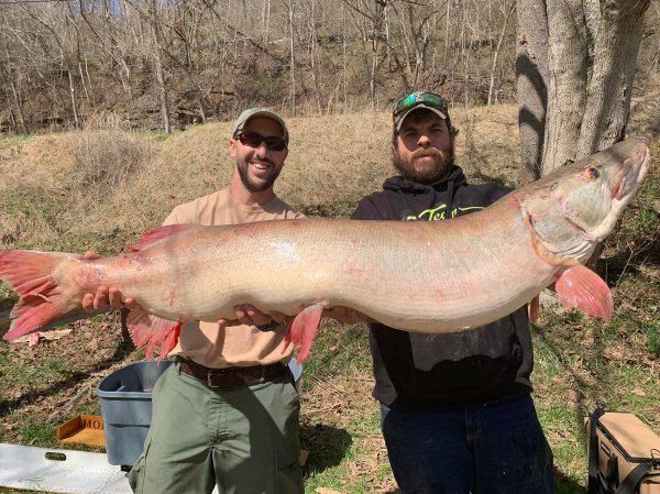 West Virginia Angler Catches (and Releases) Record Muskie from Shore