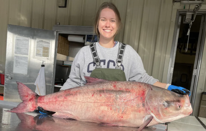 Invasive 82-Pound Bighead Carp Caught in Oklahoma Had More Than 10 Pounds of Eggs