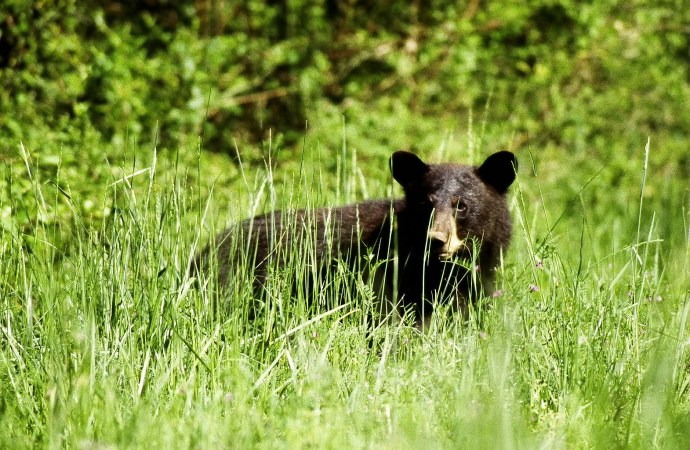 Washington State Just Voted to Cancel Its Spring Black Bear Season, Despite a Population of at Least 25,000 Bears