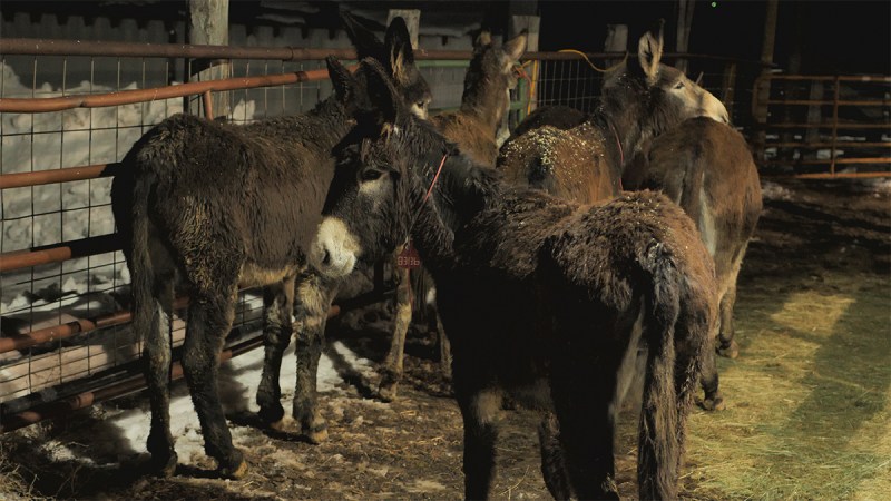 Officials Give Six Wild Burros to Colorado Ranch, Hoping to Protect Livestock from Wolves