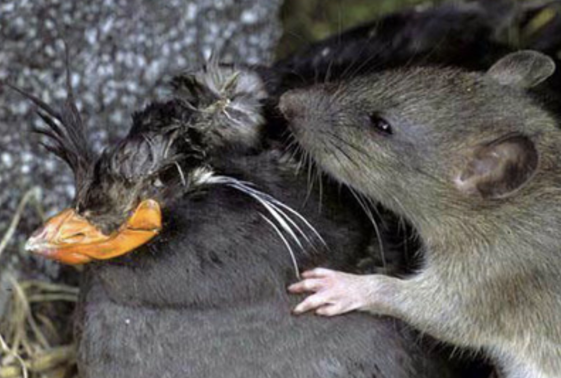 An Alaska rat eats a shorebird.