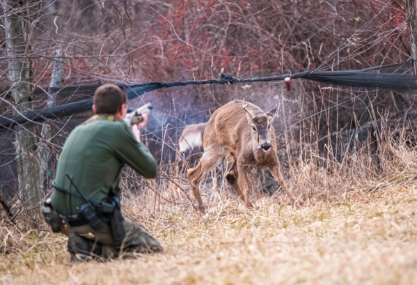 Pennsylvania Game Warden Frees a Forkhorn Buck Tangled in a Net by Shooting Its Antler