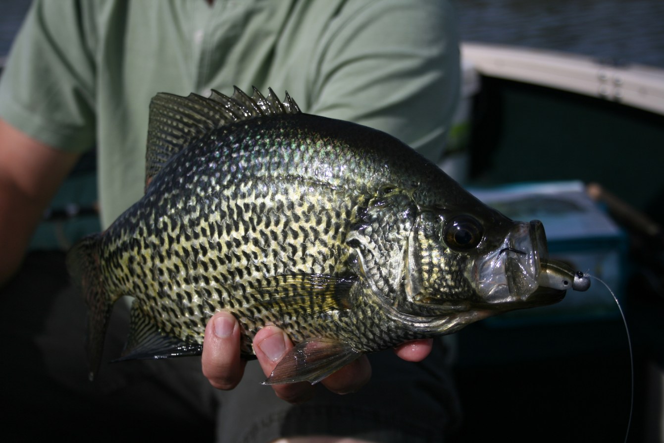 CRAPPIE FISHING: Micro Tube Jig & Float - Winter Jigs for Banking