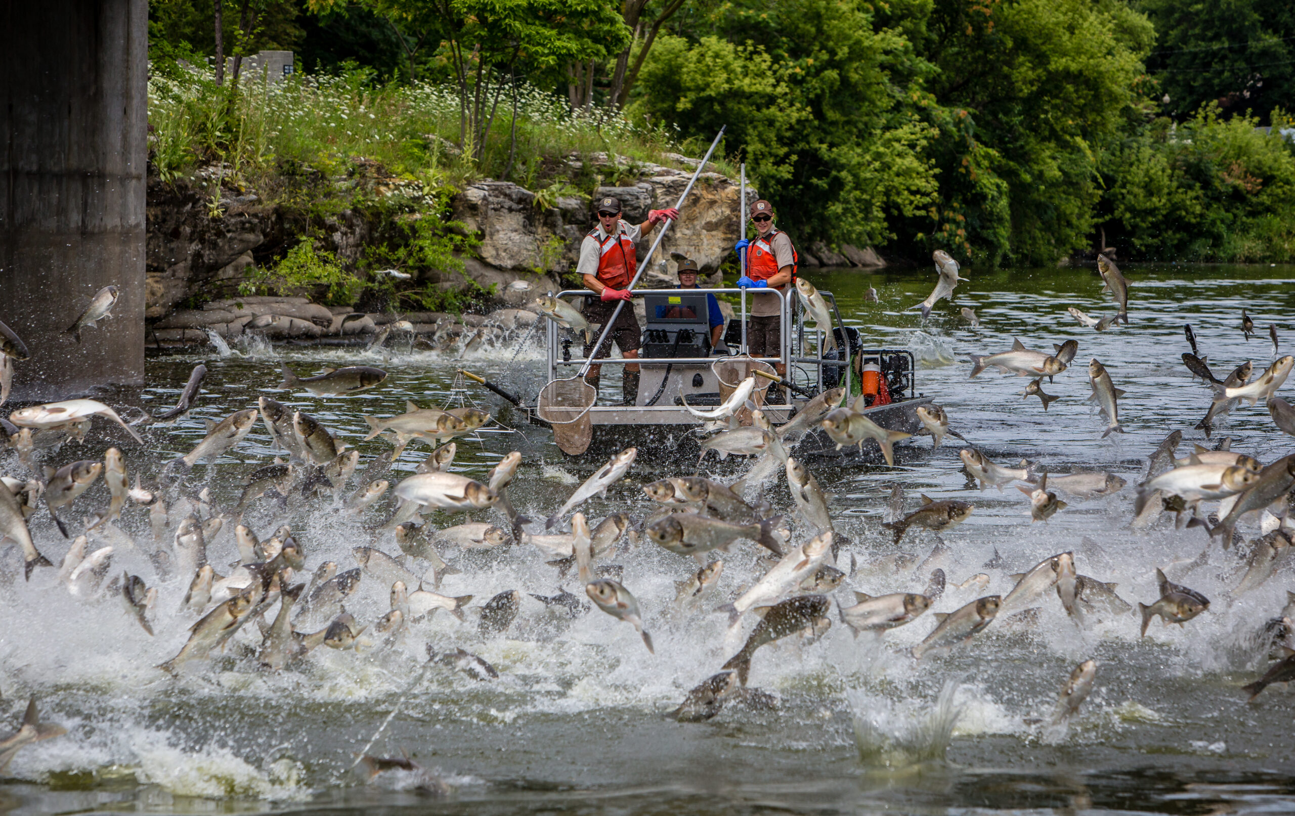 A fish dealer was convicted of selling invasive carp illegally.