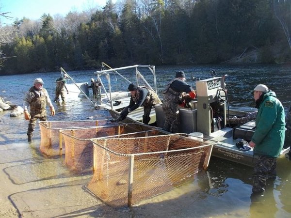 Michigan DNR Will Collect 24 Million Walleye Eggs from the Muskegon River to Support Local Rivers and Lakes
