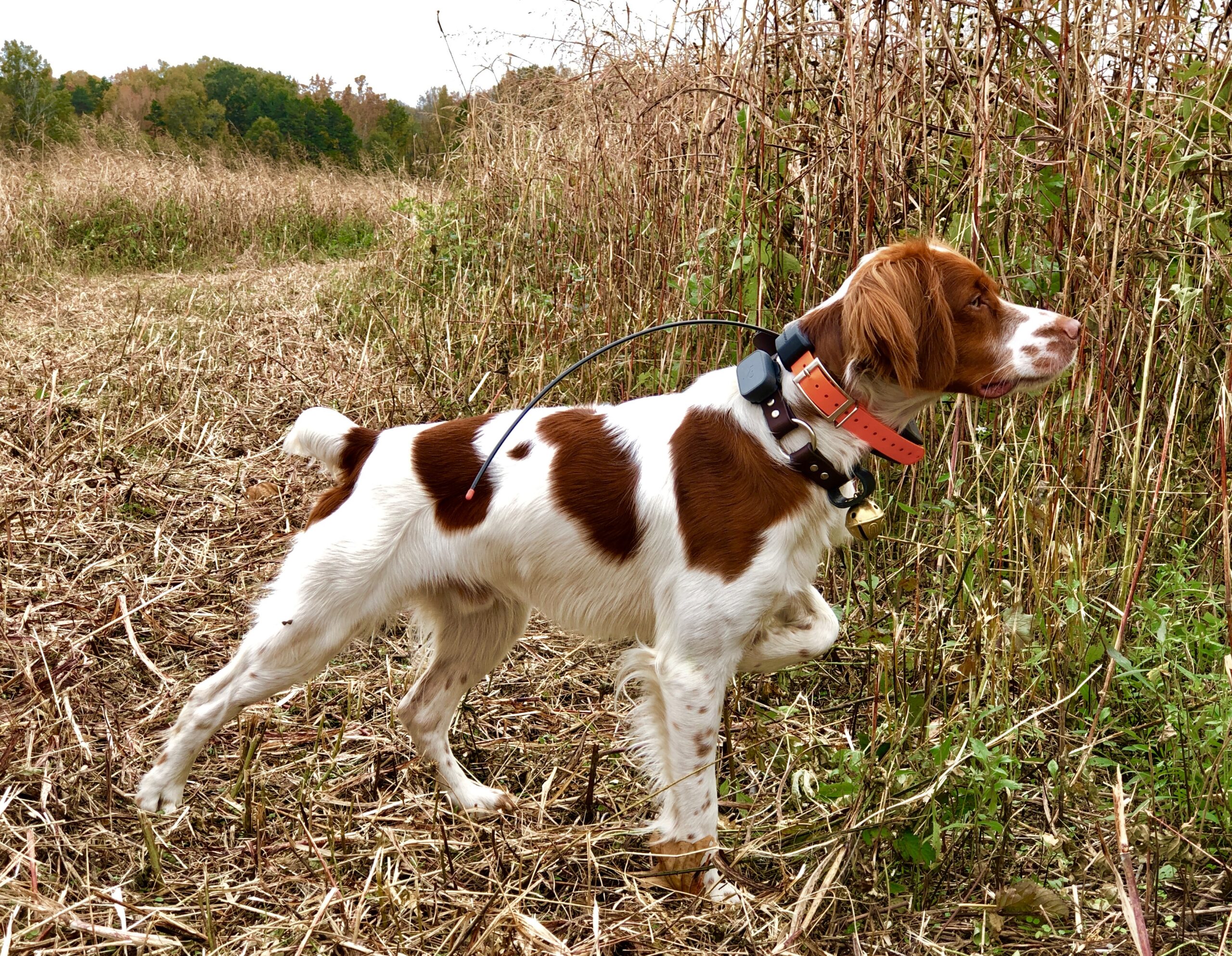 Tractive dog GPS collar review: Great budget tracking collar