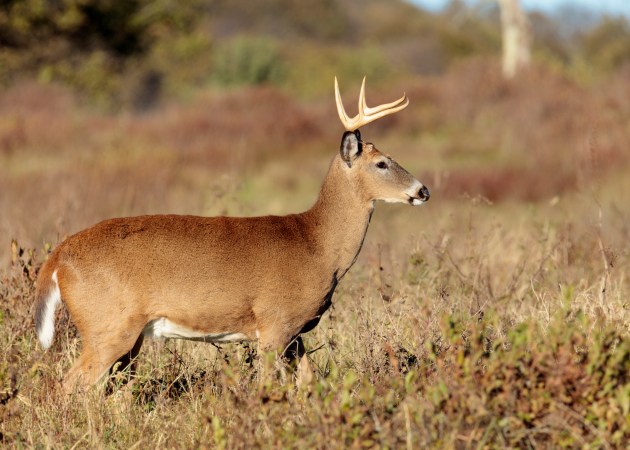 Pennsylvania’s Deer Harvest Dropped 13 Percent Last Season