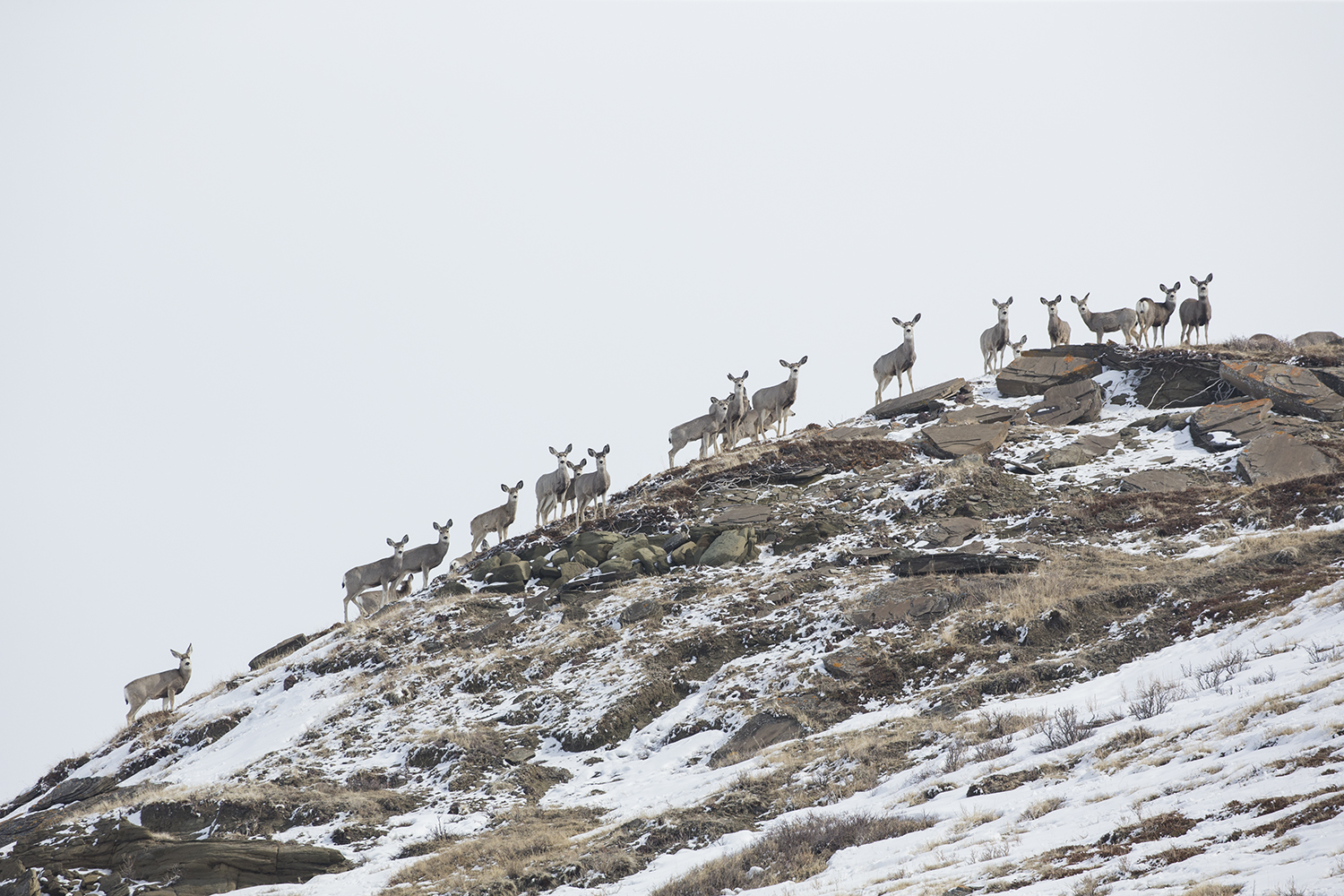 A herd of female mule deer check for danger on a ridge.