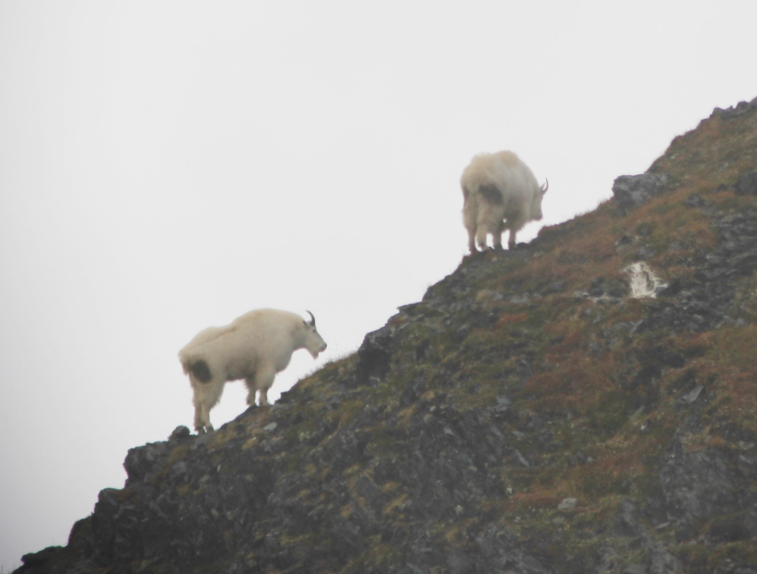 goats on mountain