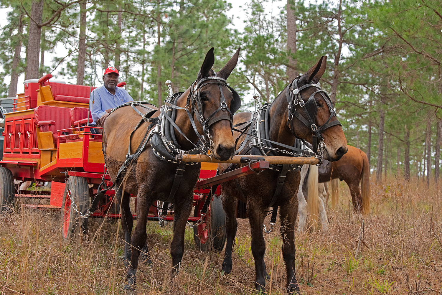 Robert Jones drives a mule-drawn dog wagon.