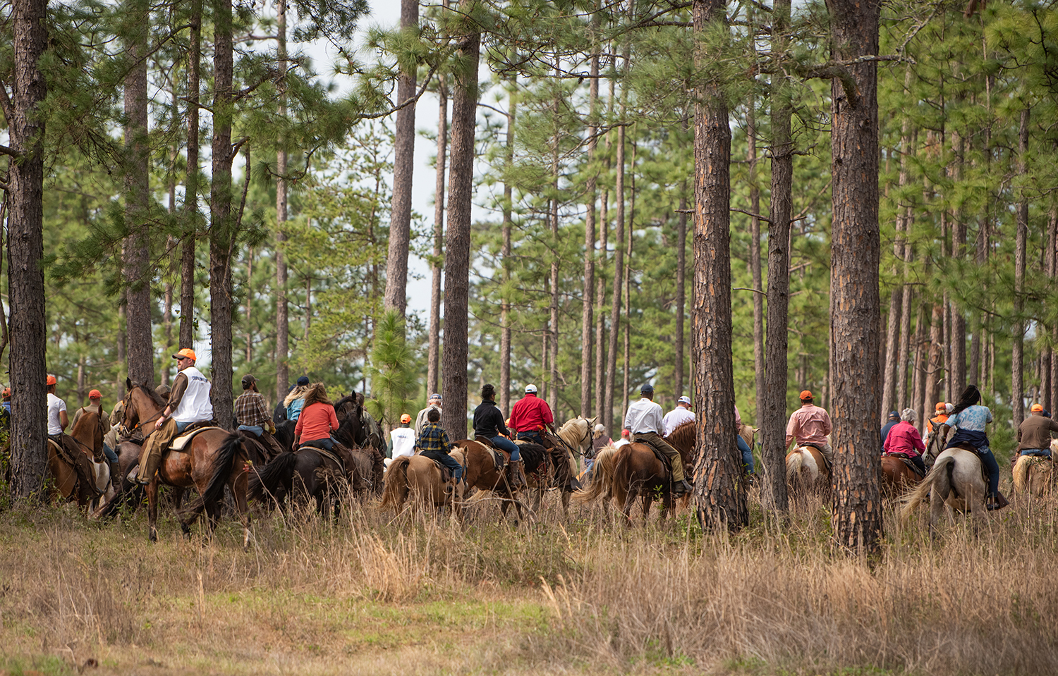 Group on horseback in open pine forest.
