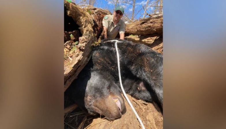 Tennessee Wildlife Officials Relocate a 500-Pound Black Bear Living Near Tusculum University