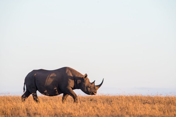 A $150 Million Wildlife Bond Could Help Save Africa’s Endangered Black Rhino