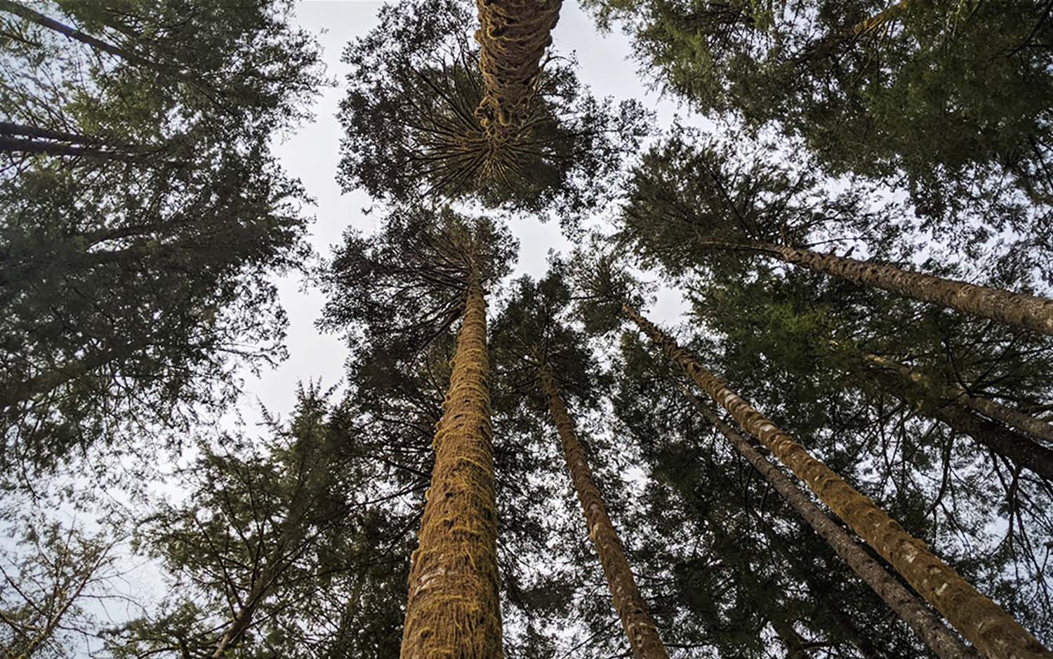 A view from the ground looking up at tall trees