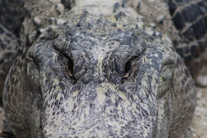 Watch a Florida Alligator Thrash a Burmese Python