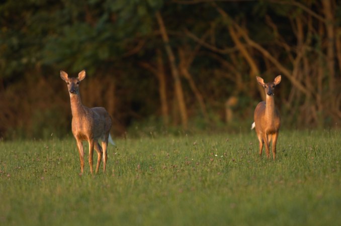 Whitetail Deer Are Costing New Jersey Farmers Millions of Dollars Annually