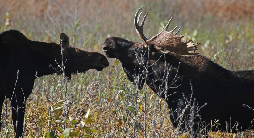 Researchers in Minnesota Are Testing Deer, Moose, Bears, and Wolves for COVID