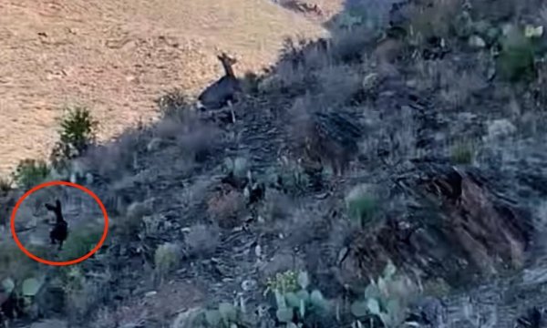 Video: Wildlife Biologists Spot “Rarest of Rare” Melanistic Mule Deer in West Texas