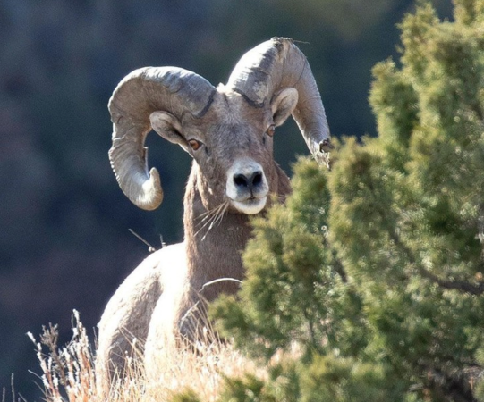 North Dakota's Bighorn Sheep Populations Reach Record Levels for Second Consecutive Year
