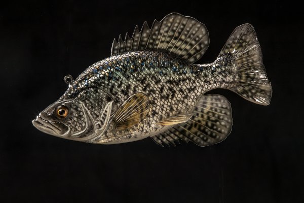This Wood Carver Is Making the Most Realistic (and Deadly) Fish Decoys You’ve Ever Seen