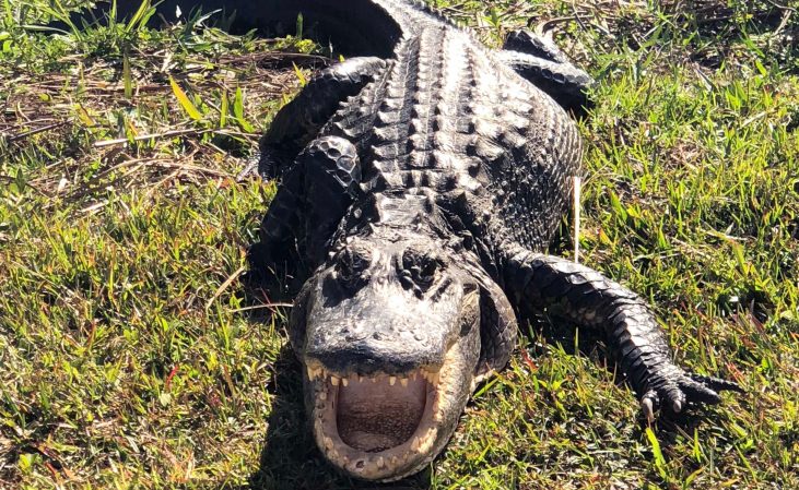 South Carolina Man Receives Carnegie Medal for Rescuing Neighbor from Alligator Attack