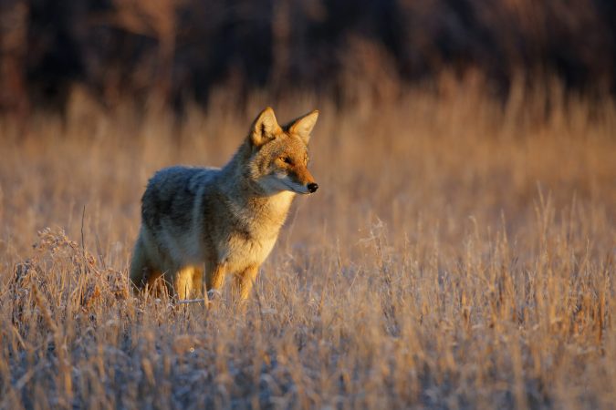 Coyote Hunting Contests Would Be Banned on Federal Land If Congress Passes the Bill It Introduced This Week
