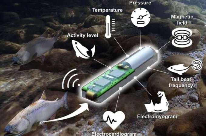 A Fitbit for Fish? Researchers Can Now Track How Many Calories Fish Burn
