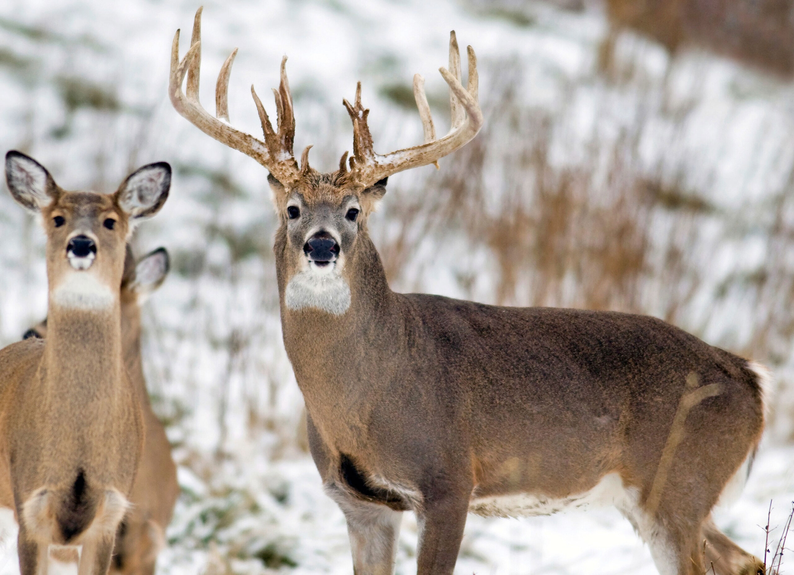 Minnesota Lawmakers Consider Cracking Down on Captive Deer Farms