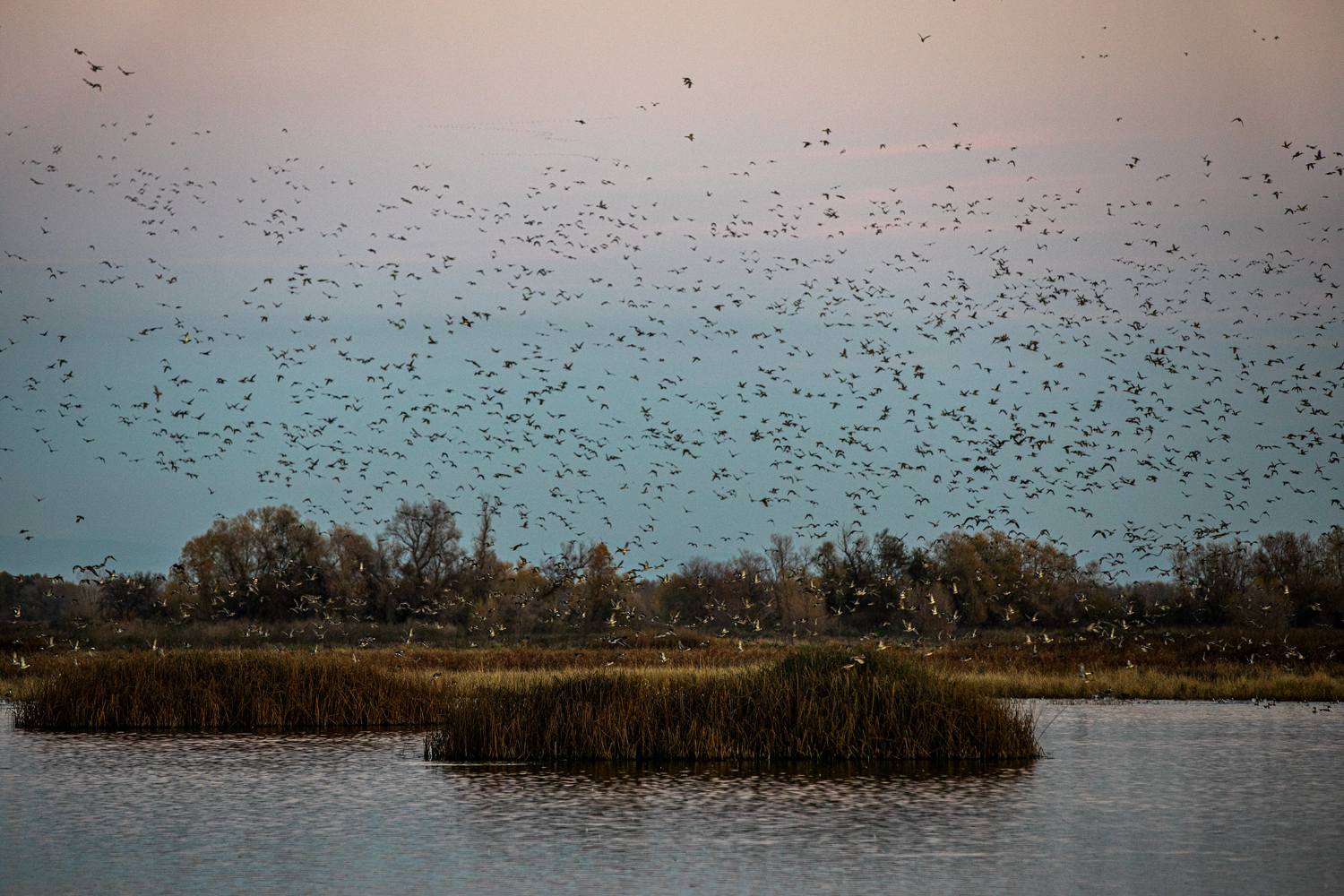 Waterfowl fly over flooded marshy area