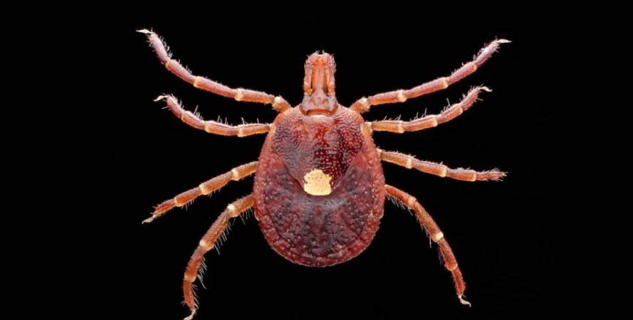 Tick-Borne Alpha-Gal Syndrome Might Be More Widespread than We Realized