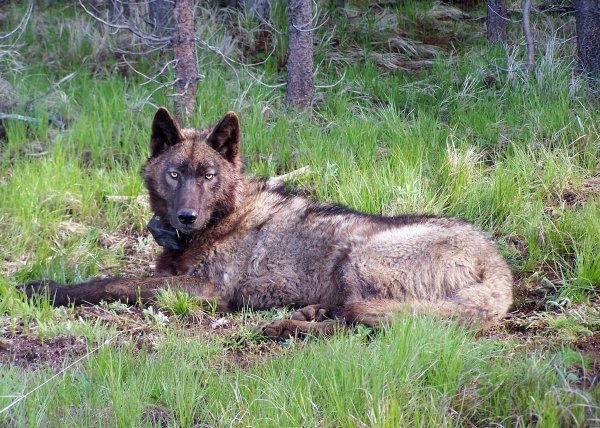 Washington Wolf Numbers Are Up and Livestock Depredation Is Down, But the State Still Spent $1.4 Million on Conflicts
